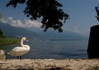 T9Q5239 : Lago Maggiore