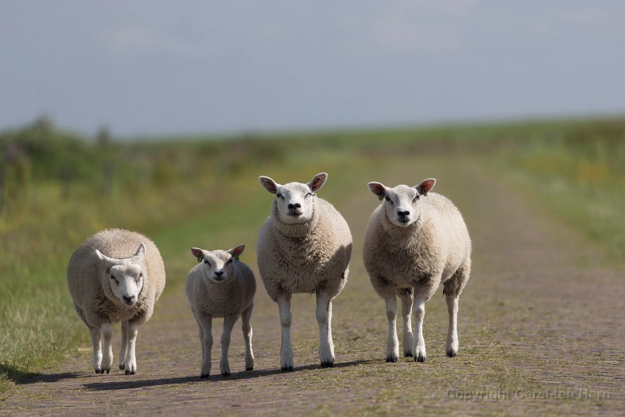 2016 Ameland-103