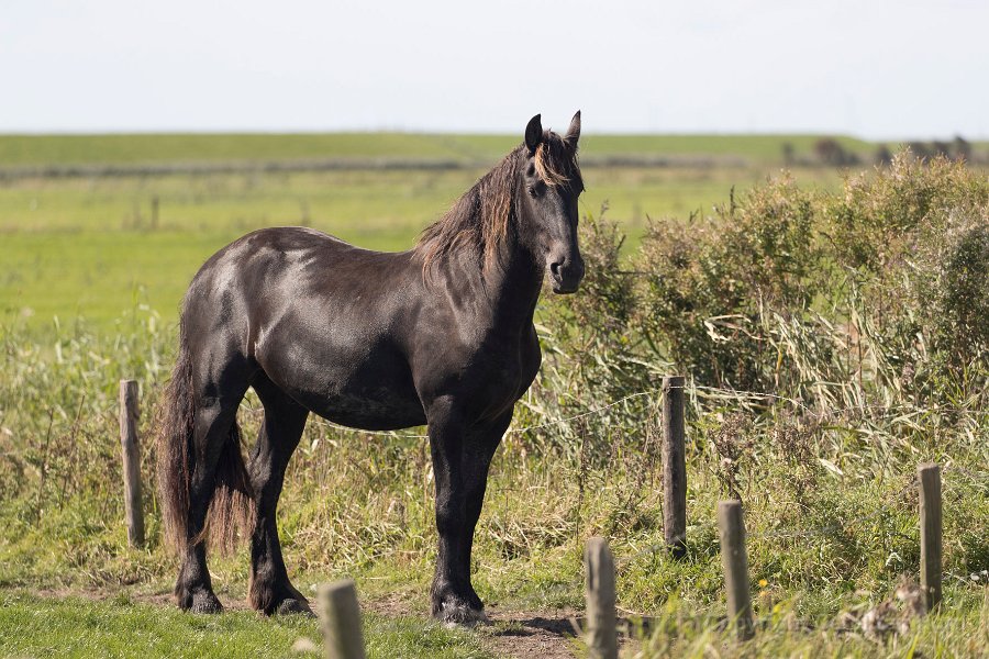 2016 Ameland-105