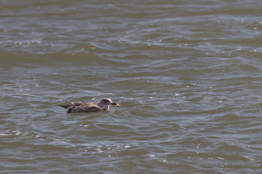 2016 Ameland-108