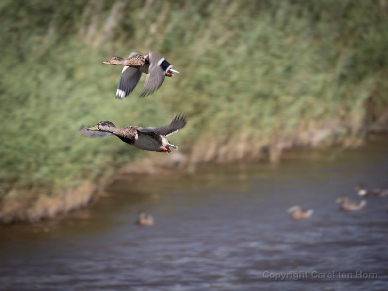 2016 Ameland-113