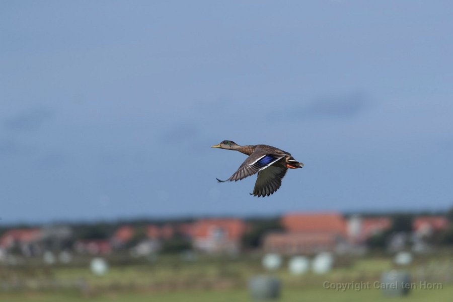 2016 Ameland-114