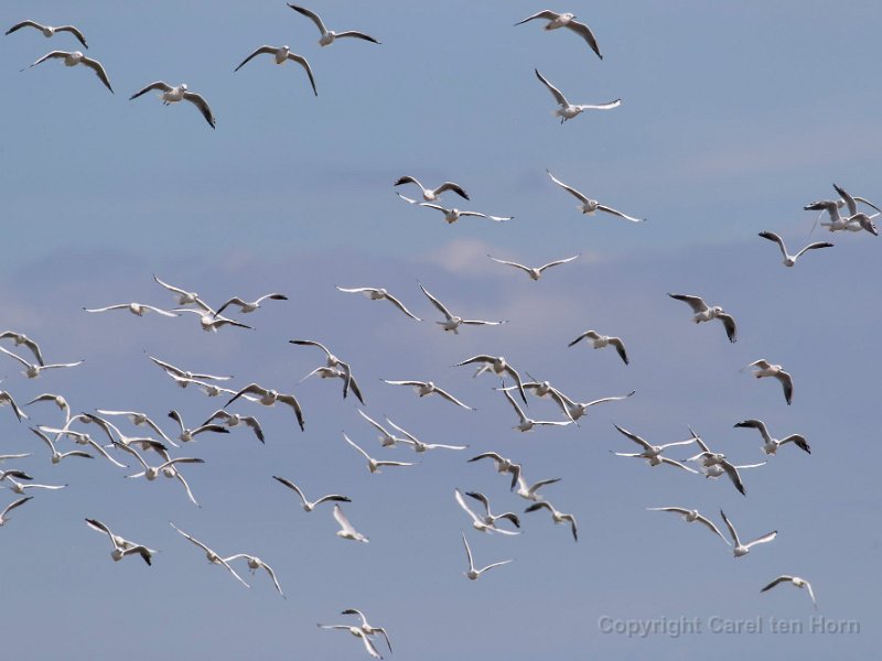 2016 Ameland-116