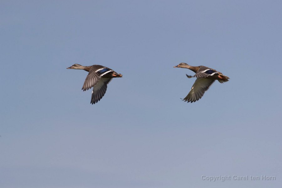 2016 Ameland-117