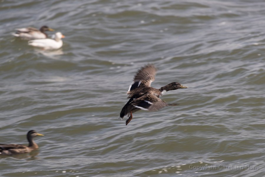 2016 Ameland-118