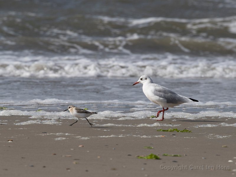 2016 Ameland-123