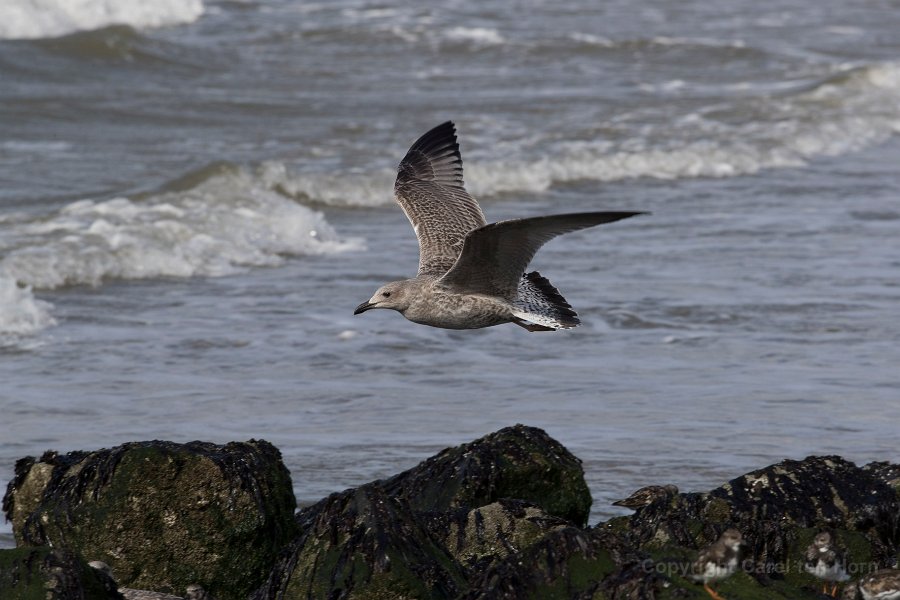 2016 Ameland-124