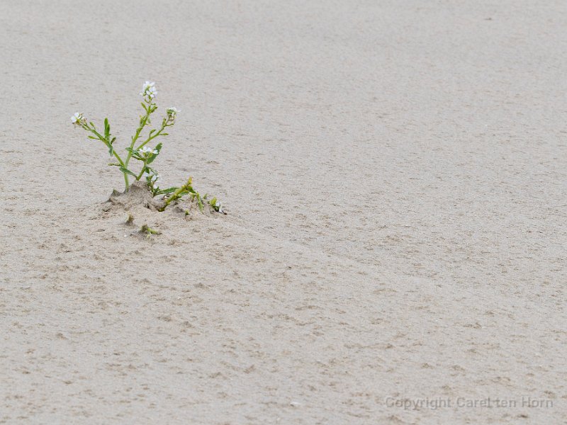 2016 Ameland-129