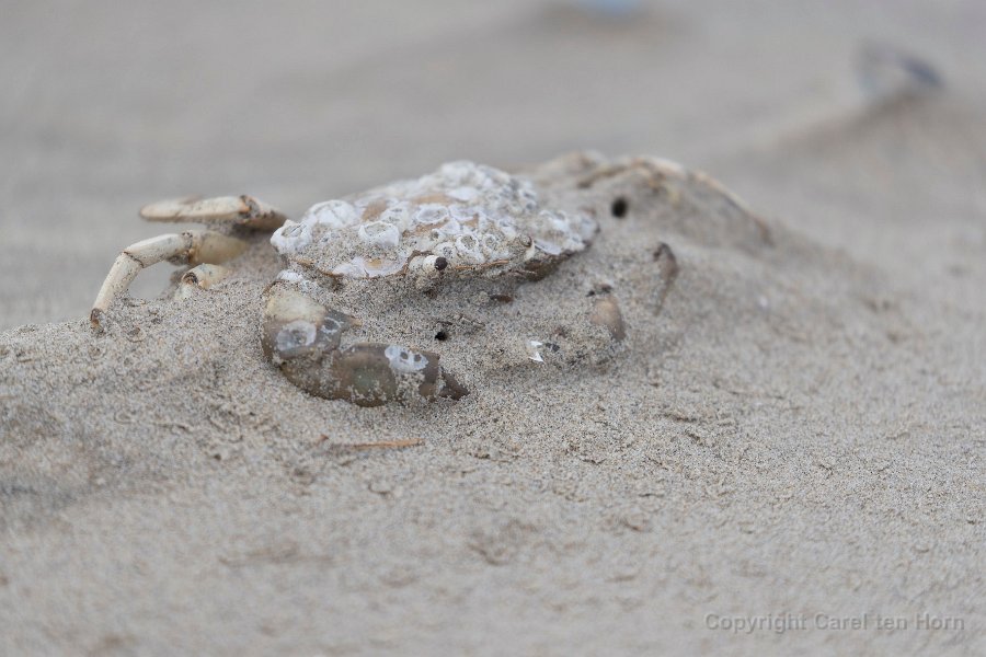 2016 Ameland-130