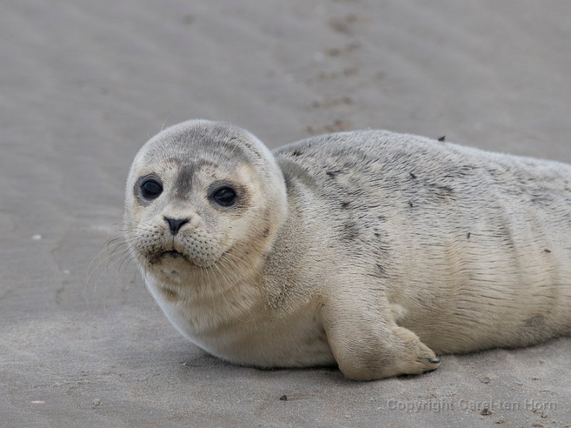 2016 Ameland-138