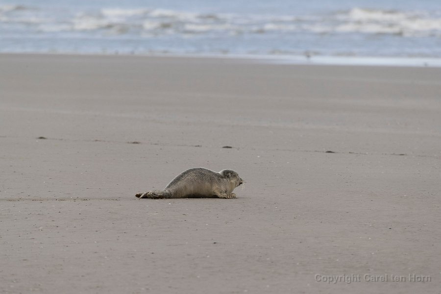 2016 Ameland-139