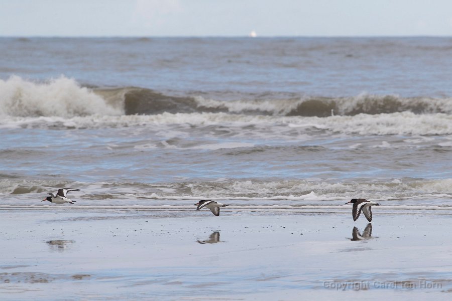 2016 Ameland-141