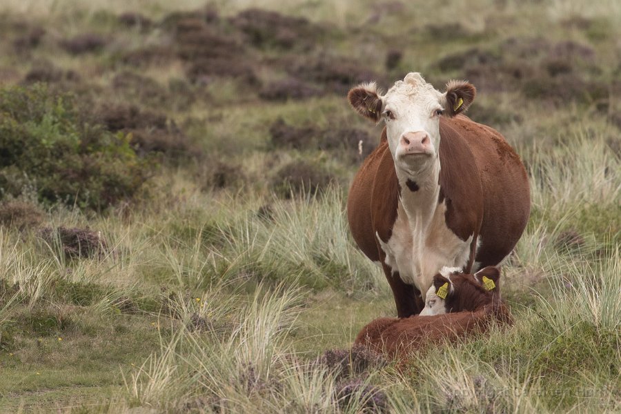 2017Ameland-107