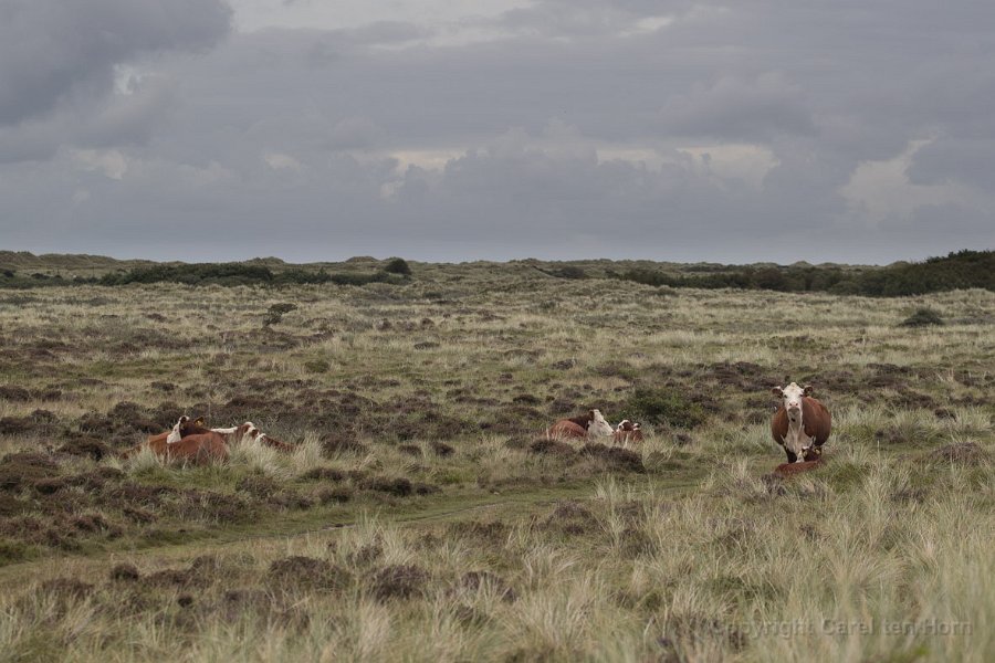 2017Ameland-108