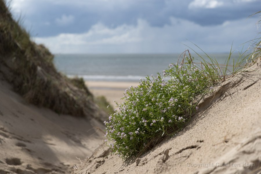 2017Ameland-119