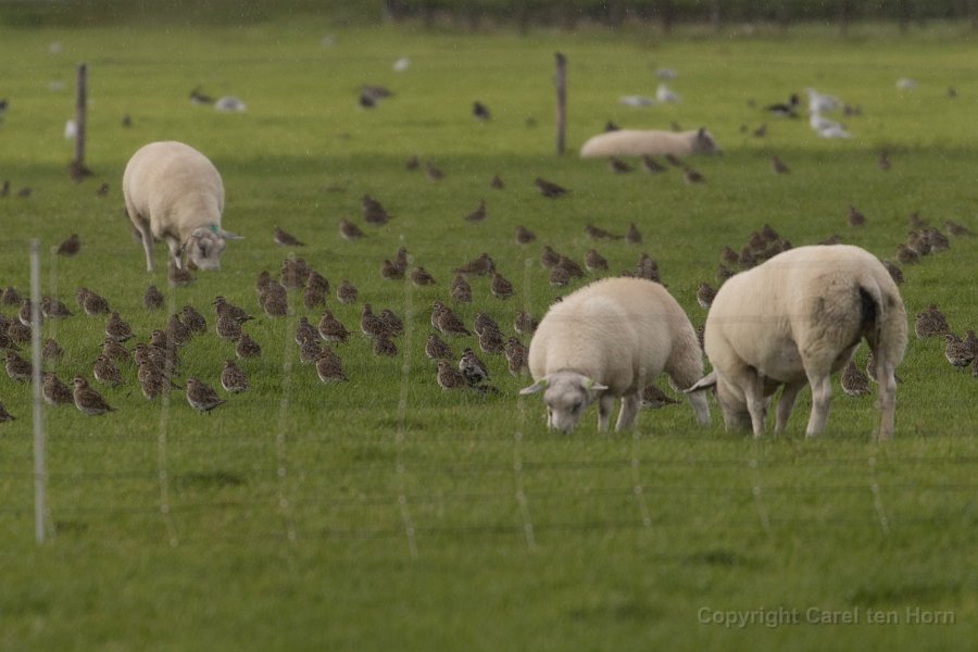 2017Ameland-136