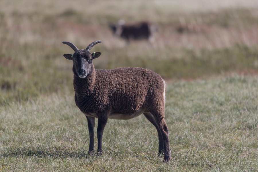 2017Ameland-139