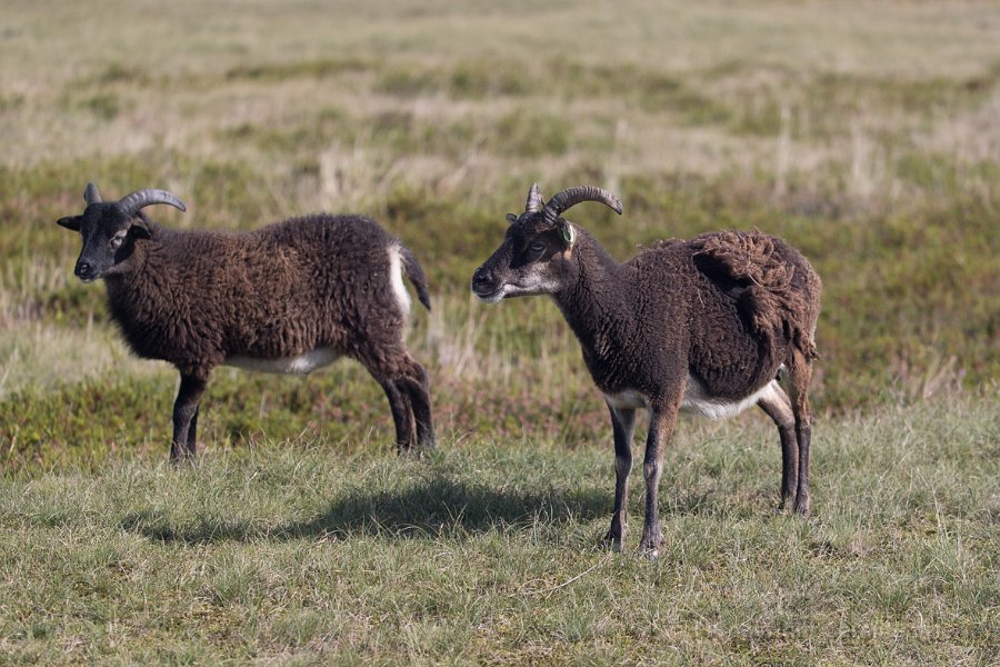 2017Ameland-141