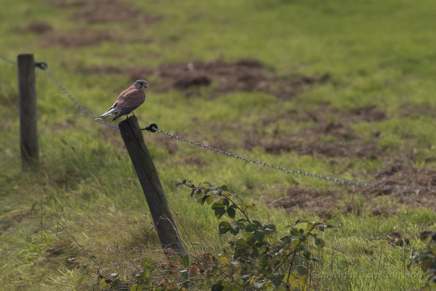 2017Ameland-146