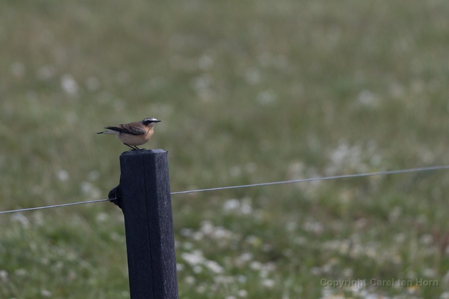 2017Ameland-152